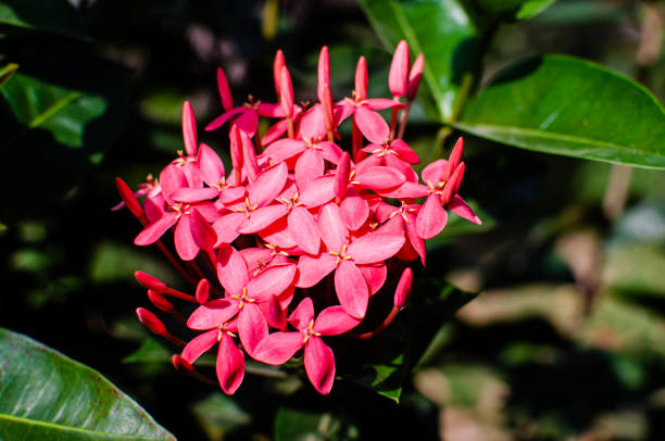 istock Bouquet of ixoras 1214850575