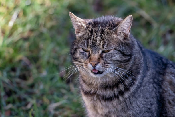istock Domestic cat picture taken on yard 1214852679