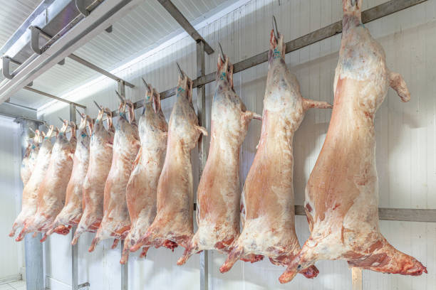 magazzino refrigerato, ganci appesi di carcasse di agnello congelate. taglio halal. - dead animal foto e immagini stock