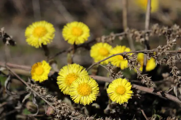 Blooming Tussilago farfara, yellow flowers in sunny day