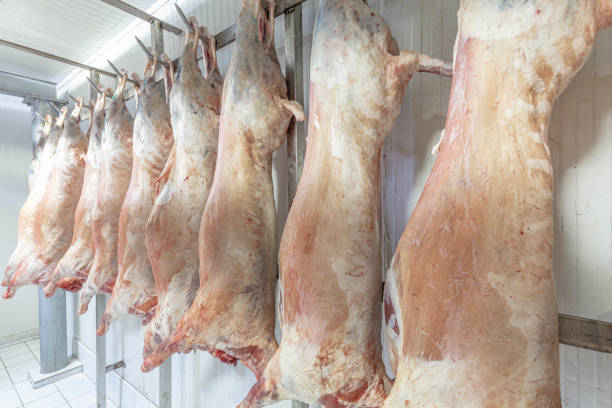 kühllager, hängende haken von gefrorenen lammschlachtkörpern. halal geschnitten. - dead animal butcher meat sheep stock-fotos und bilder