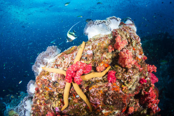 istock Large Starfish on a colorful tropical coral reef 1214853572