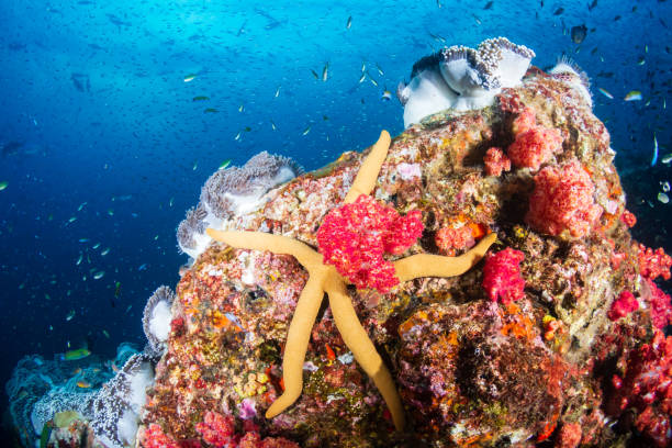 istock Large Starfish on a colorful tropical coral reef 1214853592