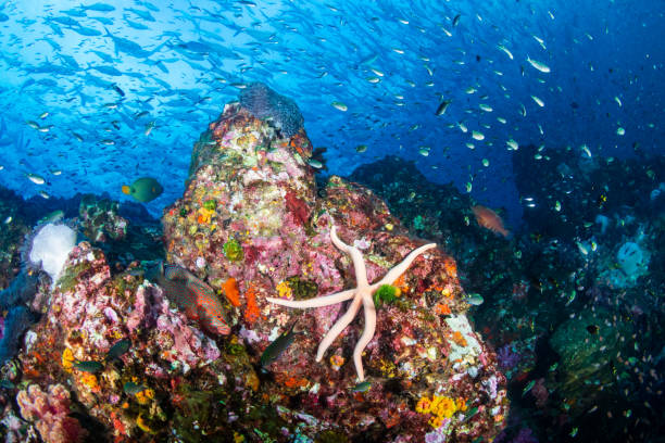 istock Large Starfish on a colorful tropical coral reef 1214853604