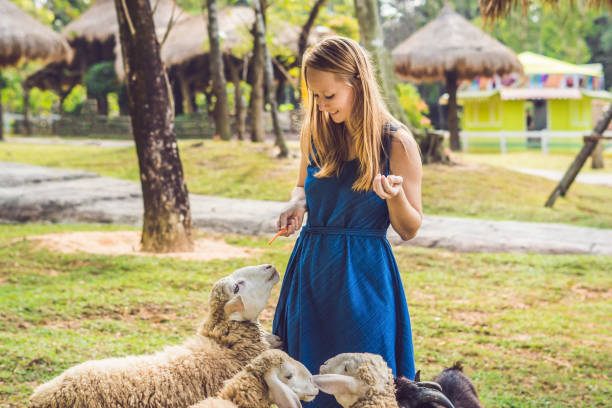 istock Attractive young woman feeding baby goats 1214853687