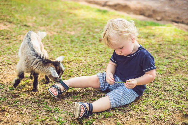 istock Small cute boy is feeding a small newborn goat 1214853688