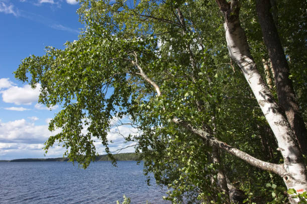 istock summer foliage against blue sky, Finland 1214853809