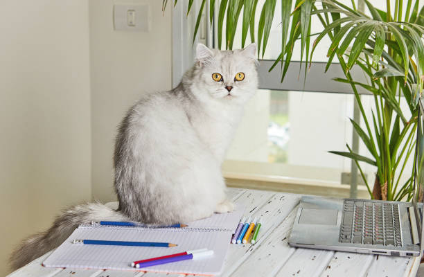 istock Distance learning online education. British cat on the table where they study at home with a laptop and children do school homework. 1214856269