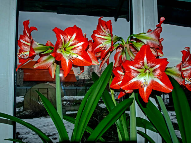 istock beautiful large red Amaryllis flowers 1214858176