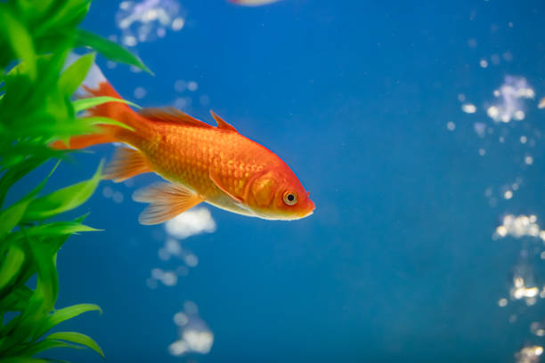goldfish, aquarium - poisson rouge photos et images de collection