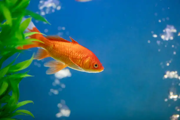 Photo of Goldfish, aquarium