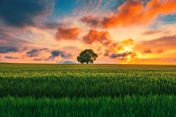 istock Tree in the field and dramatic clouds in the sky 1214859305