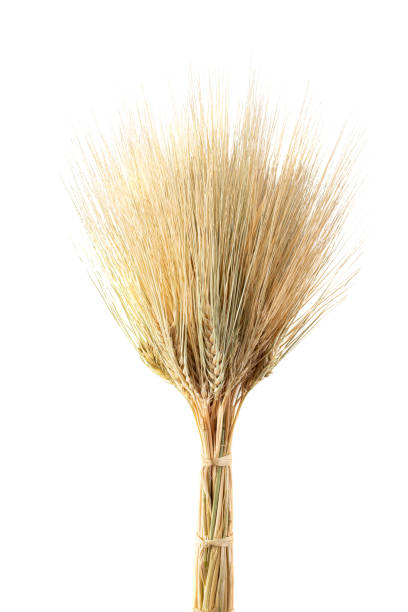 istock Kamut Khorasan Wheat isolated on a white background. 1214859574