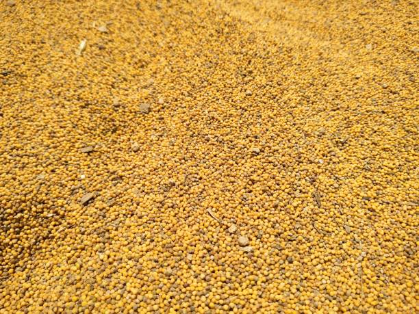 istock Food background of yellow mustard seeds, top view. 1214859607