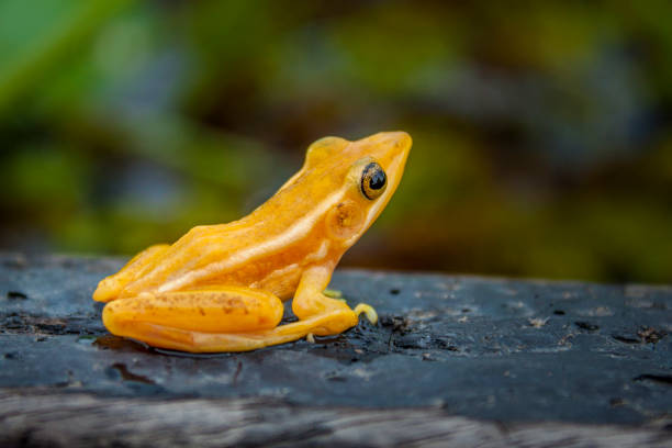 złota mantella - golden frog zdjęcia i obrazy z banku zdjęć