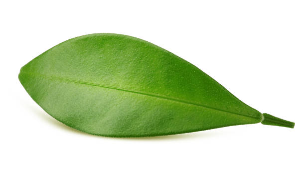 istock Citrus leaf, lemon, grapefruit, orange, lime, kumquat, isolated on white background, clipping path, full depth of field 1214862310
