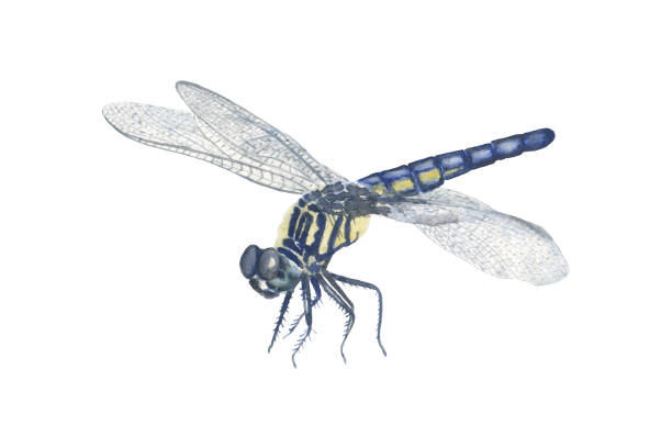 istock Hand drawn watercolor illustration of green dragonfly isolated on white background 1214863672