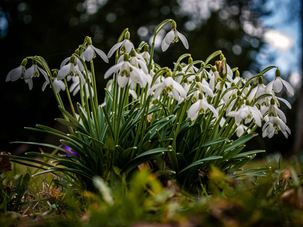 istock Bunch of white spring bloomers in close-up. 1214864707