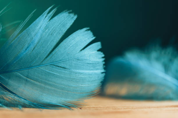 Close up Beautiful blue Bird feather on a wooden table and green wall  background texture.