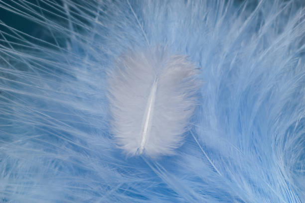 istock Close up Beautiful white trends bird  feather on a blue feather pattern texture background. Macro photography view. 1214867675