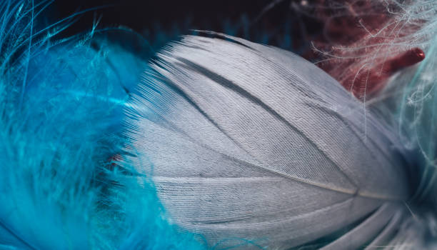 istock Close up Beautiful gray and blue trends bird  feather pattern texture background. Macro photography view. 1214868480