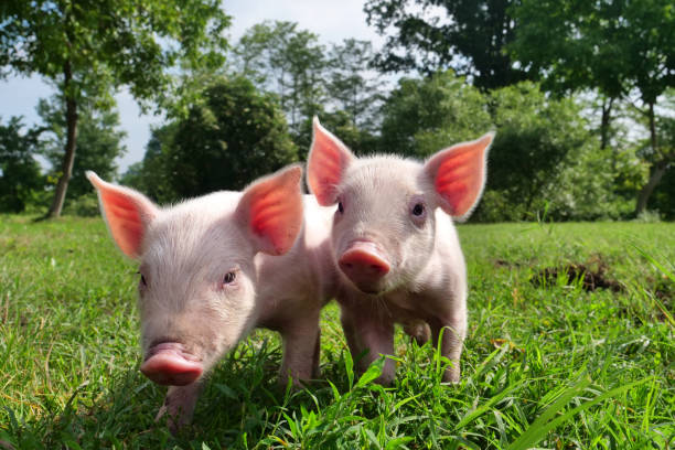 cerdo lindo recién nacido de pie en un césped de césped. concepto de biológico, salud animal, amistad, amor por la naturaleza - cerdito fotografías e imágenes de stock