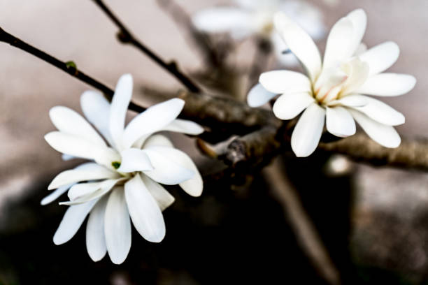 fully bloomed white magnolia on a branch with strong contrast - focus on foreground magnolia branch blooming imagens e fotografias de stock