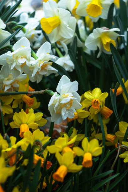 istock close up of Daffodil (Narcissus) in botanical garden 1214875163