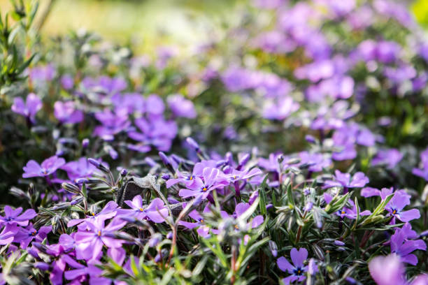 istock small gentle lilac flowers 1214875192