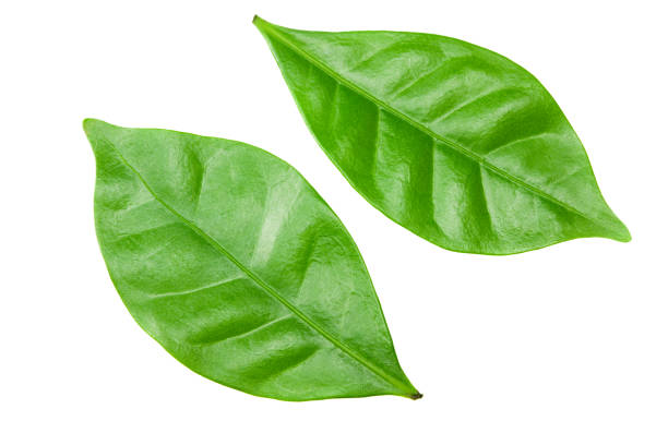 istock coffee leaves isolated on a white background 1214876182