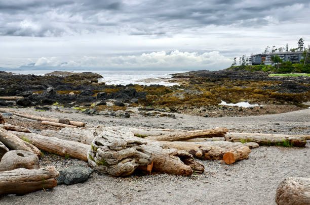 istock beautiful pacific coastal seascape with coniferous green forest 1214879275