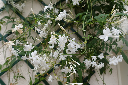 Blooming jasmine  Climbing plant on a trellis