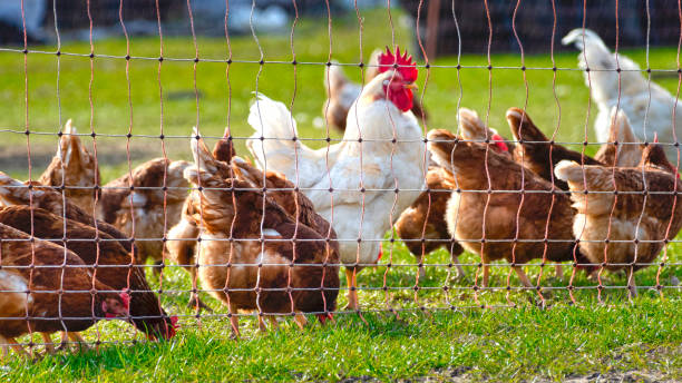 istock Free range chickens on organic farm pecking in the grass 1214880785