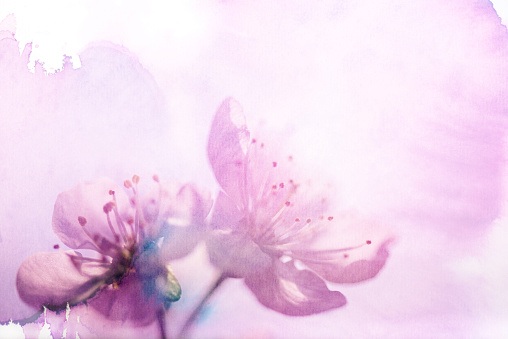 Cherry Blossom on watercolored background