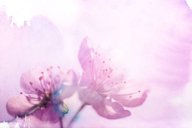 Cherry Blossom on watercolored background Cherry Blossom on watercolored background cherry tree photos stock pictures, royalty-free photos & images