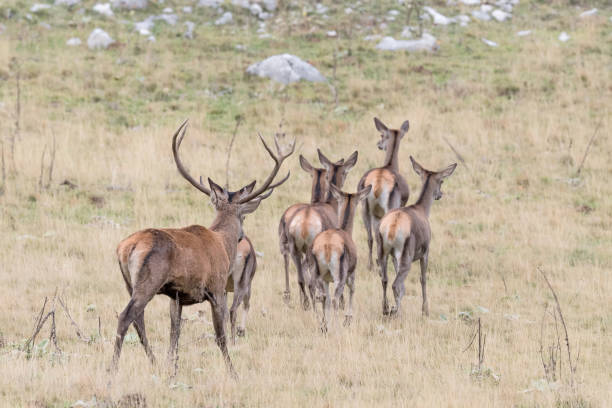 istock Herd of deer in mountain region (Cervus elaphus) 1214882191