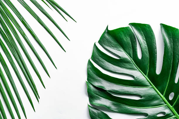 istock Green leaves on a white background 1214882544