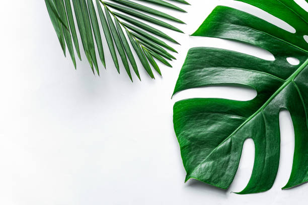 istock Green leaves on a white background 1214882558