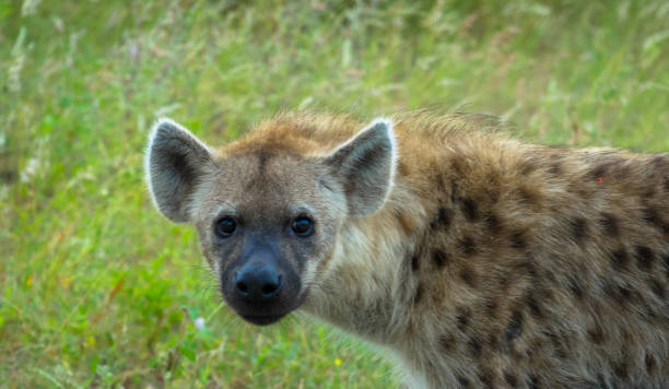 ritratto di iena maculata, parco nazionale africa u - portrait spotted hyena field africa foto e immagini stock