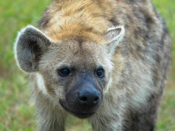 portret zauważonej hieny, parku narodowego afryki - portrait spotted hyena field africa zdjęcia i obrazy z banku zdjęć