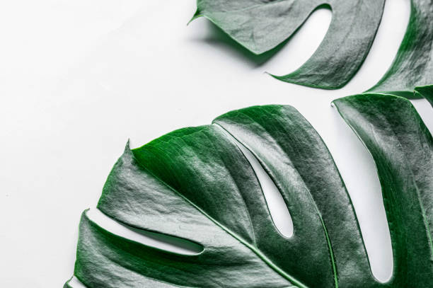 istock Green leaves on a white background 1214882784