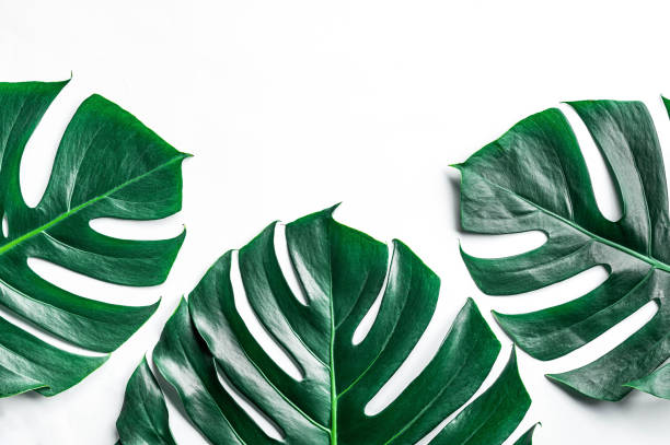 istock Green leaves on a white background 1214882842