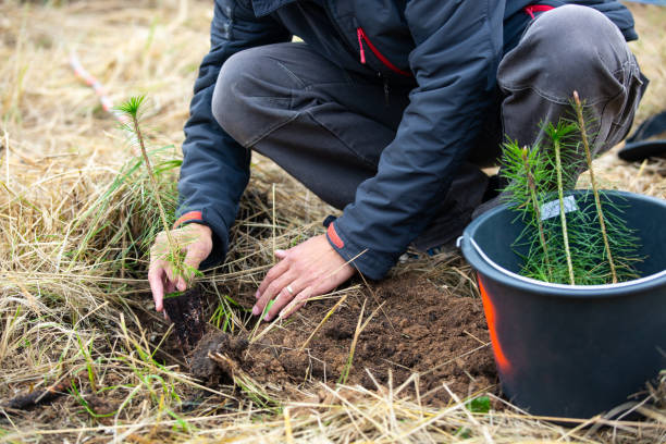 istock Man planting young tree for safe the planet 1214882963