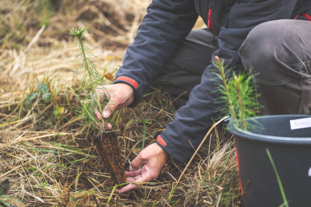 istock Safe the planet! Man planting young tree for better environment, ecology concept 1214883105