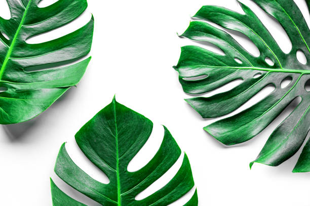 istock Green leaves on a white background 1214883190