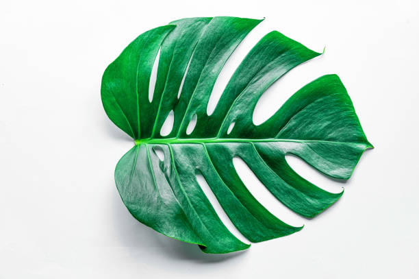 istock Green leaves on a white background 1214883475