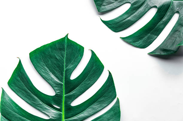 istock Green leaves on a white background 1214883477
