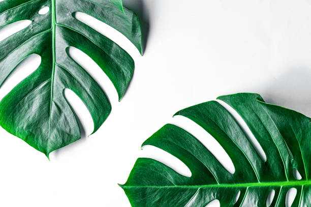 istock Green leaves on a white background 1214884138