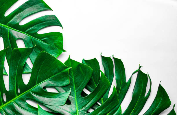 istock Green leaves on a white background 1214884201