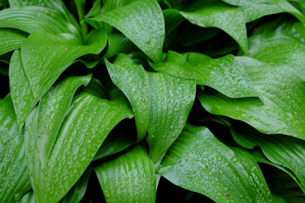 istock Drops of dew on a green leaf. Wet foliage as a background. 1214884220